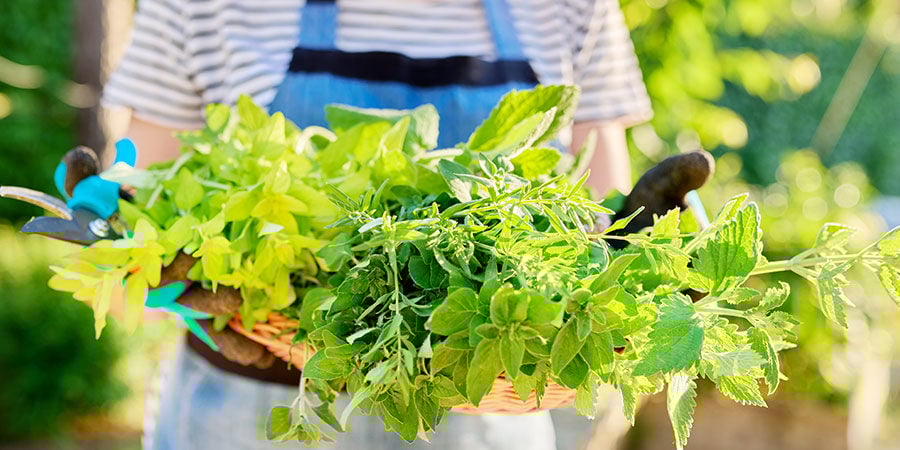 Encontre aqui as melhores ervas para cultivar