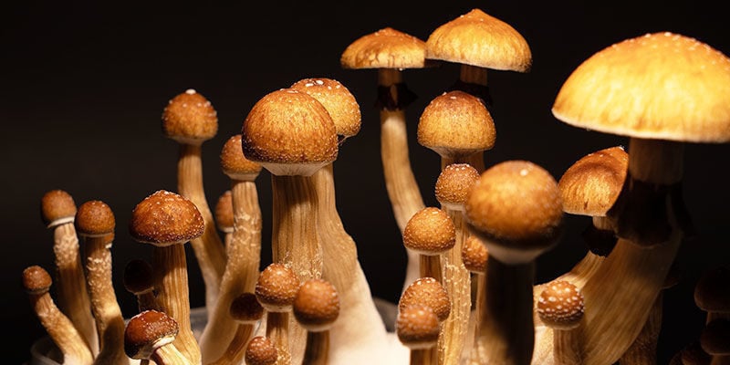 Cultivo de Psilocybe Cubensis