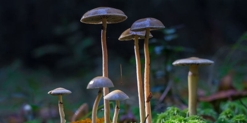 Psilocybe Cubensis: Presente da natureza