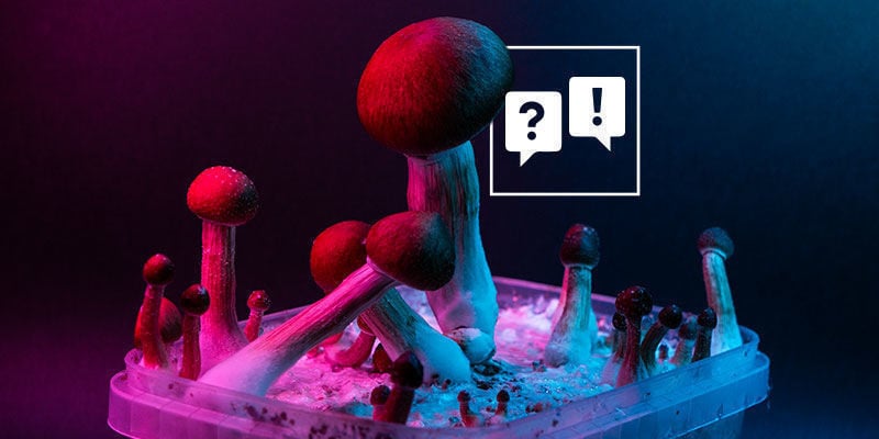 Psilocybe Cubensis: Perguntas e respostas