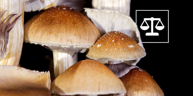 A legalidade da Psilocybe Cubensis