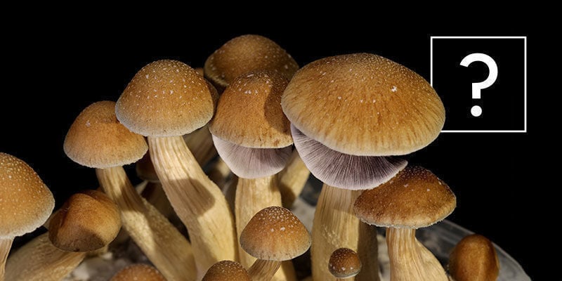 O que são cogumelos Psilocybe Cubensis?