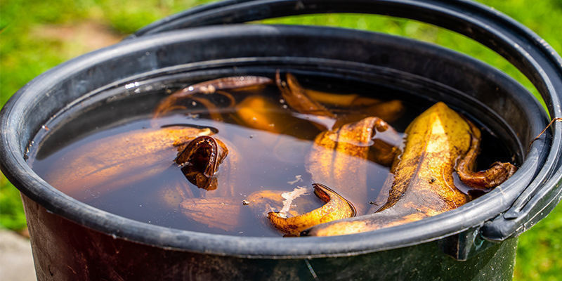 4 Formas Fáceis de Fazer Fertilizante Caseiro para Canábis
