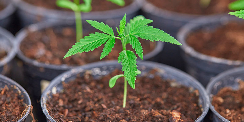 Vantagens do fertilizante caseiro para cannabis