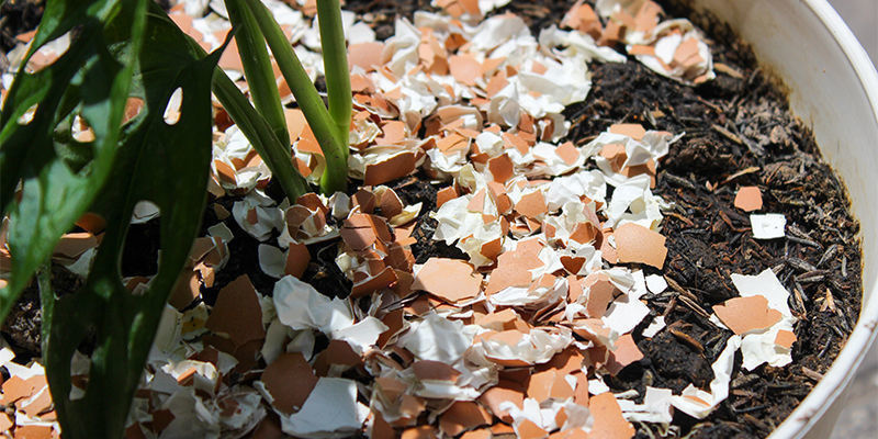 O que fazer e o que evitar ao preparar fertilizante caseiro para canábis