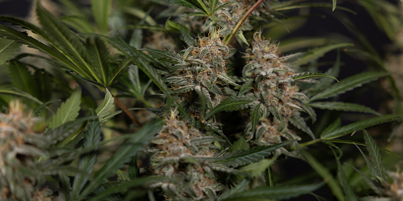 O meio de cultivo conta: Compreender os substratos orgânicos