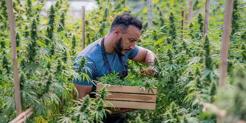 Porquê optar pelo cultivo biológico de canábis