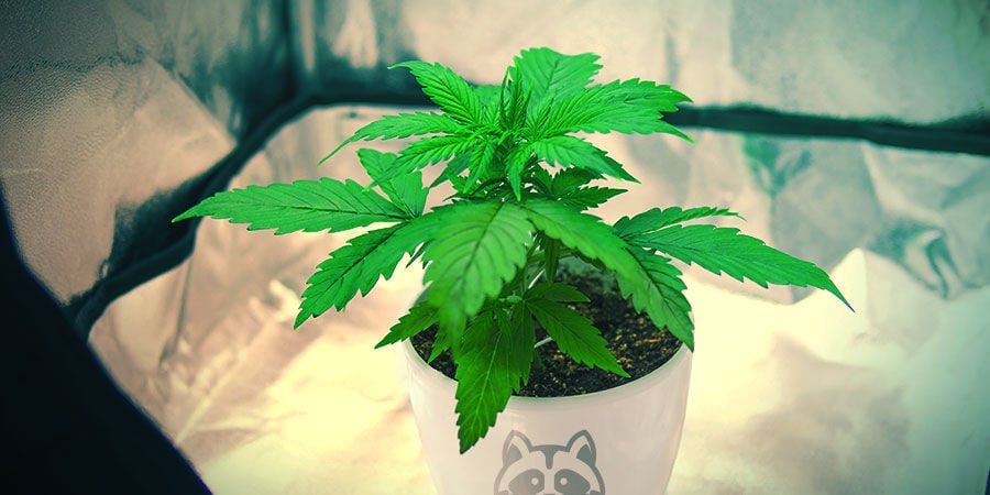 COMO CULTIVAR SENSI SKUNK