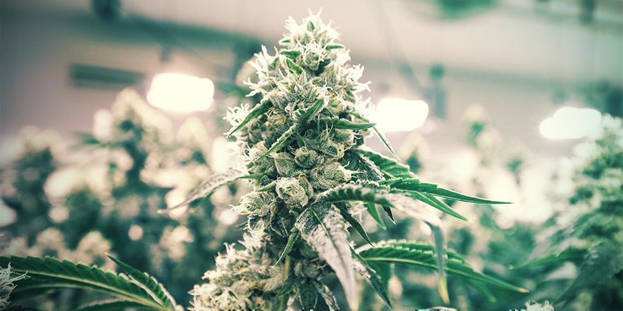 Dicas para poupar dinheiro ao cultivar em interior