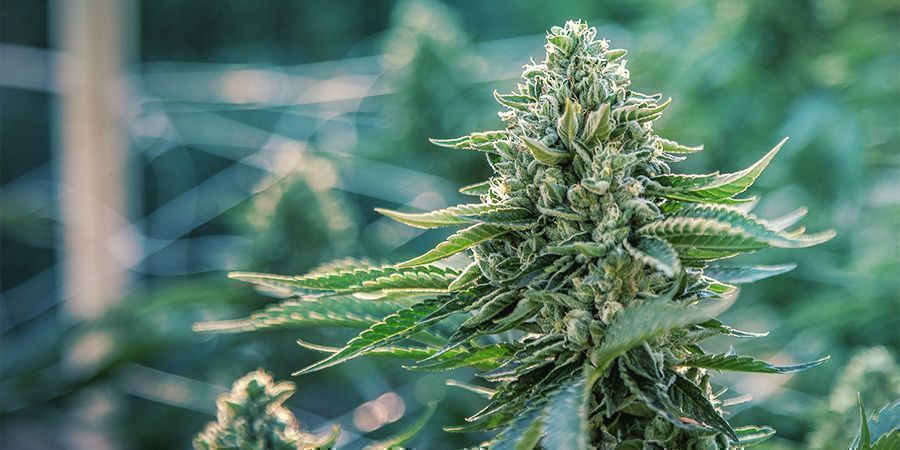 Dicas para poupar dinheiro no cultivo outdoor