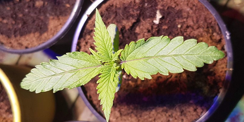 Borras de café e canábis: Um fertilizante útil