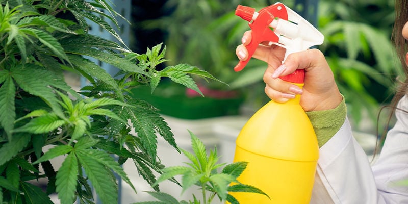 Como usar borras de café como fertilizante para canábis: Pulverização foliar