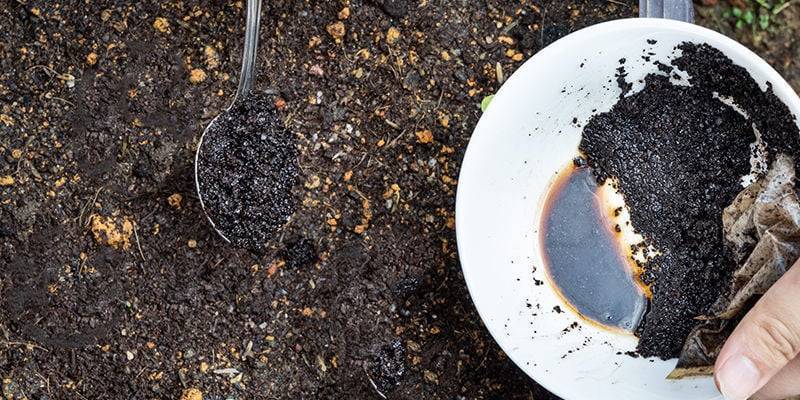 Como usar borras de café como fertilizante para canábis: No solo