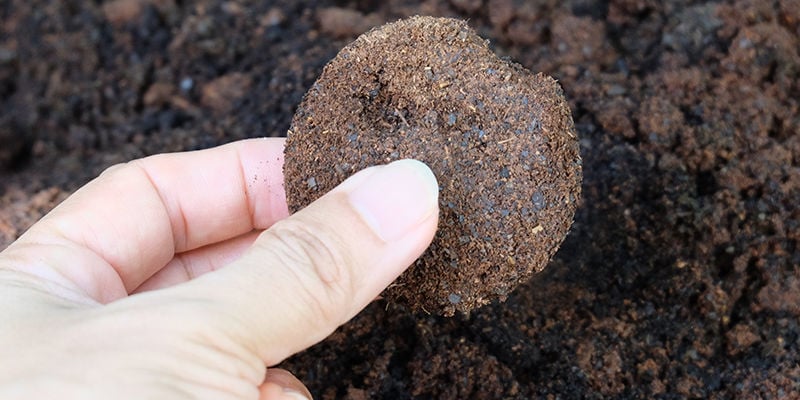 O que são borras de café, e serão boas para a canábis?