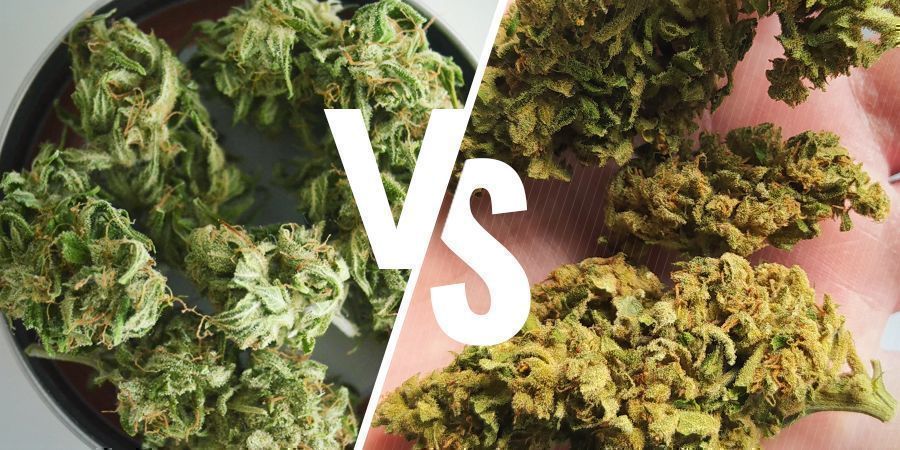Canábis cultivada em interior vs exterior: Cor