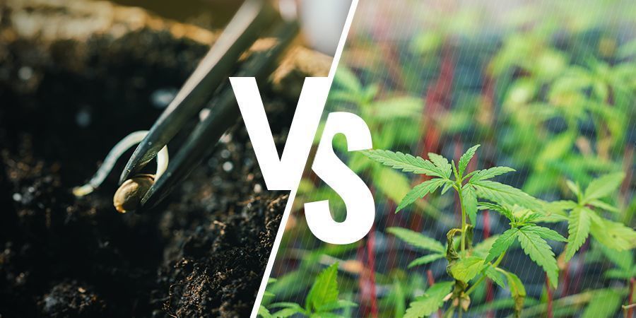 Importa cultivar a partir de semente ou clone?