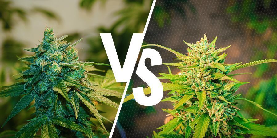 Canábis cultivada em interior vs exterior: como se comparam?