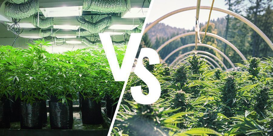 Qual a diferença entre um cultivo indoor e um cultivo outdoor?