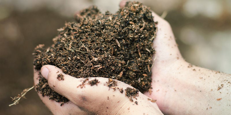 Precisa de ácido fúlvico ou húmico para cultivar canábis?