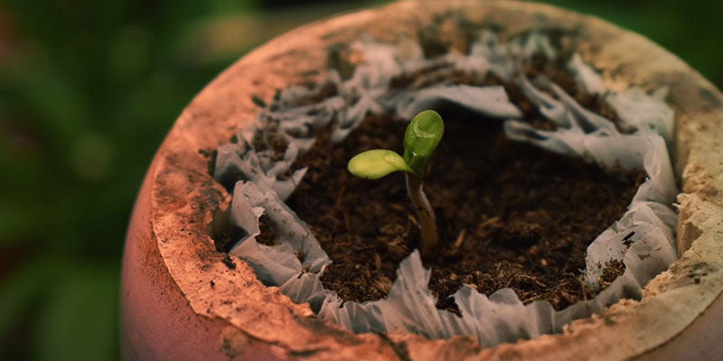 Como Cultivar Blueberry