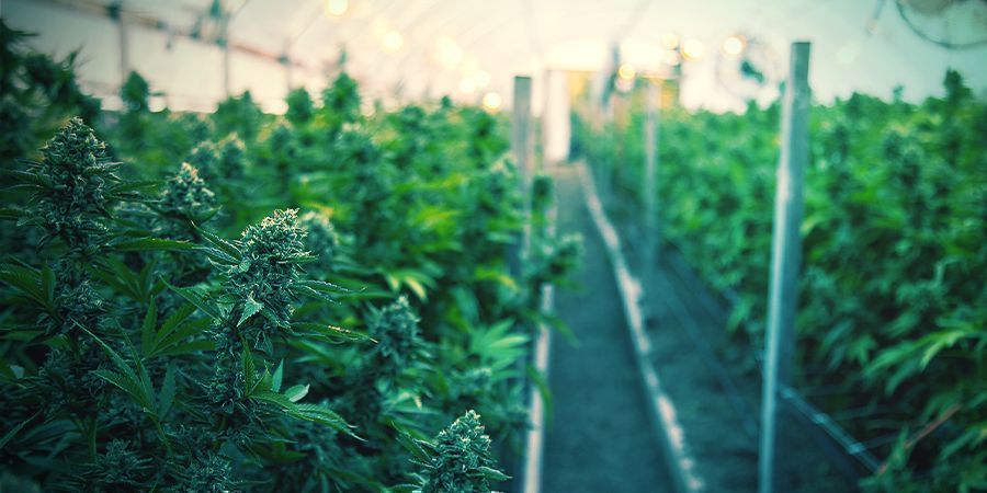 COMO CULTIVAR CANNÁBIS ORGÂNICA EM INTERIOR