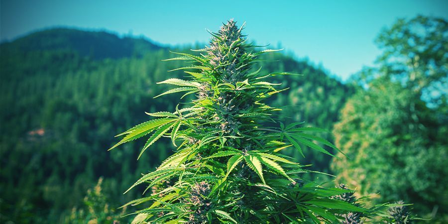 COMO CULTIVAR CANNABIS ORGÂNICA AO AR LIVRE
