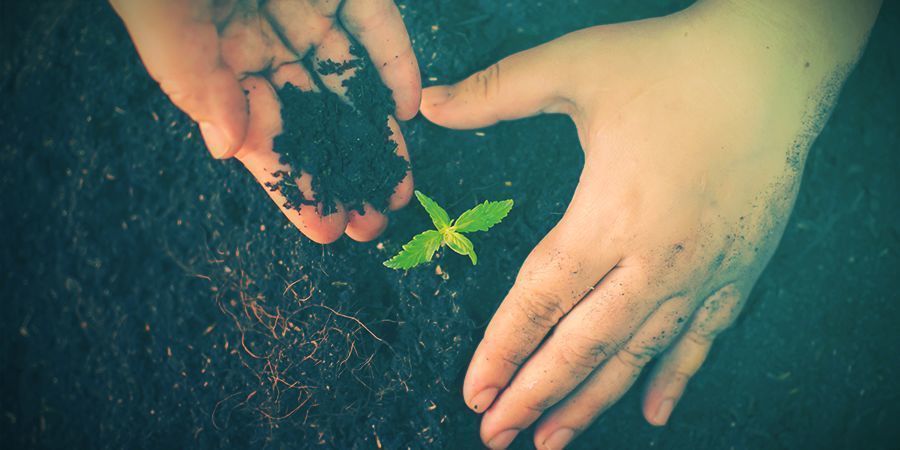 COMO CULTIVAR CANÁBIS ORGÂNICA: PREPARAR O SOLO