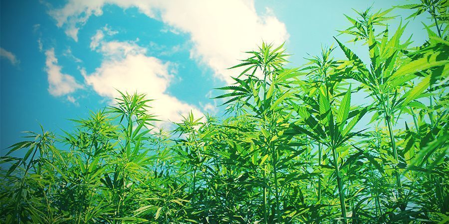 Porque cultivar canábis de forma biológica?