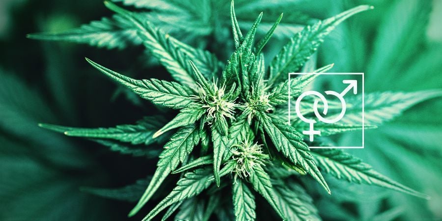 Sexo das Plantas Cannabis