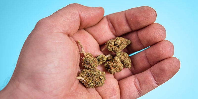 Cientistas explicam quanto cannabis existe num charro típico