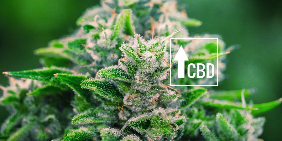 A cannabis ruderalis revolucionou o panorama