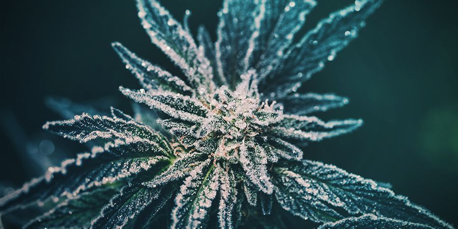 A história da cannabis ruderalis