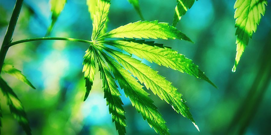 O que distingue a cannabis ruderalis?
