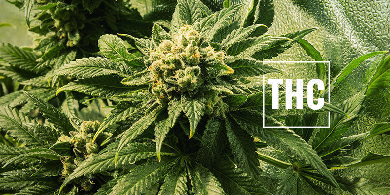Mais THC é sempre melhor?