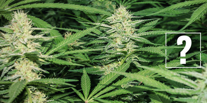 O que são variedades de canábis suaves (THC médio)?