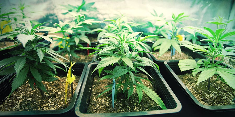 Selecionar o tamanho certo do vaso para as suas plantas