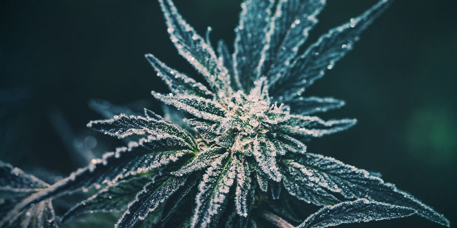 cannabis demasiado fria