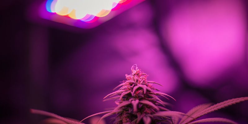 Cultivo de canábis com luzes LED