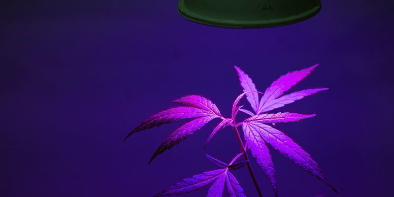 A que distância devem estar as luzes LED de cultivo das minhas plantas de canábis?
