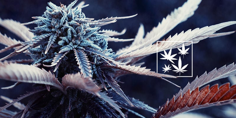 Quantas variedades Haze existem?