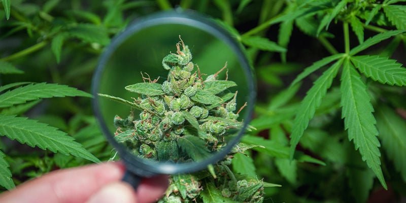A Haze é uma boa variedade de canábis?