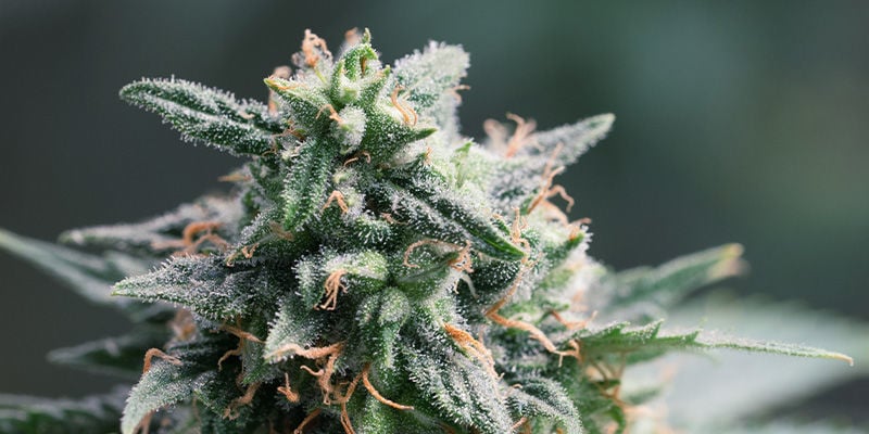 Qual É a Melhor Variedade Haze?