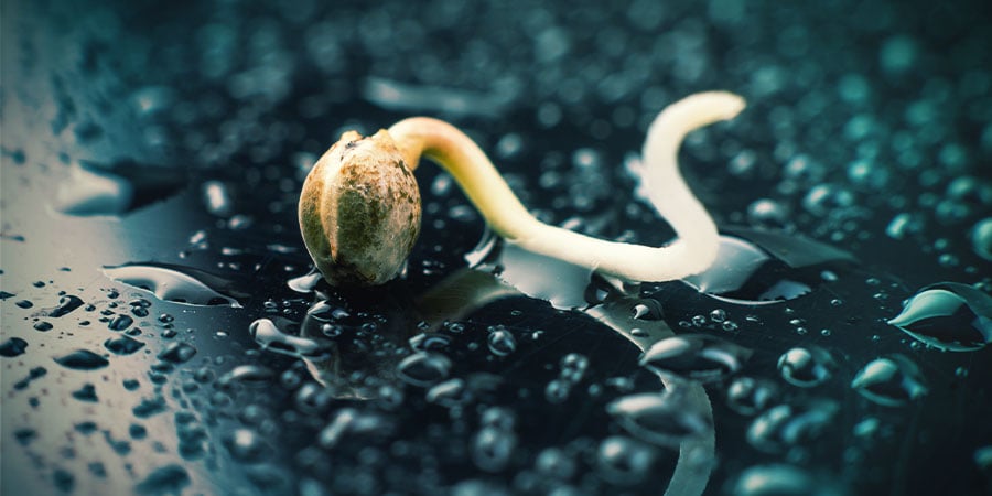 Preparar o cultivo: germinação e plântulas