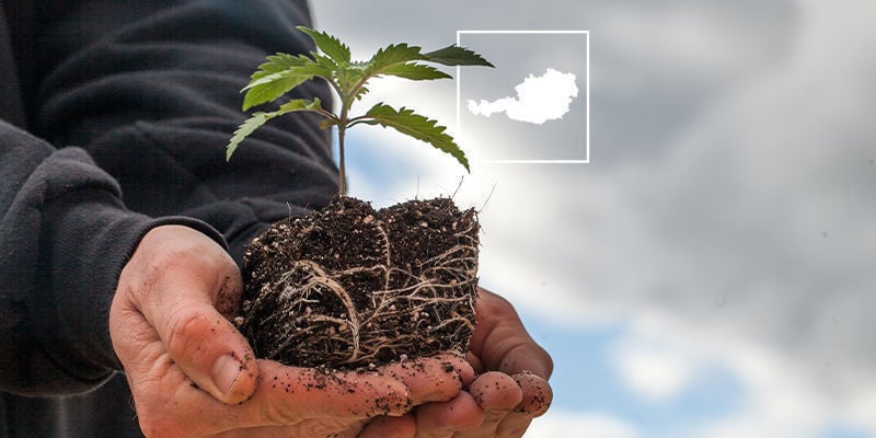 O Estado da Cannabis na Áustria