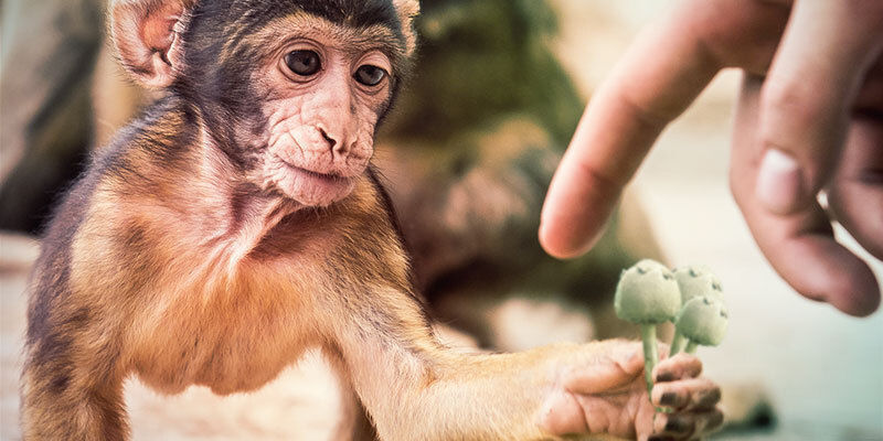 A teoria do macaco pedrado pode explicar a nossa evolução