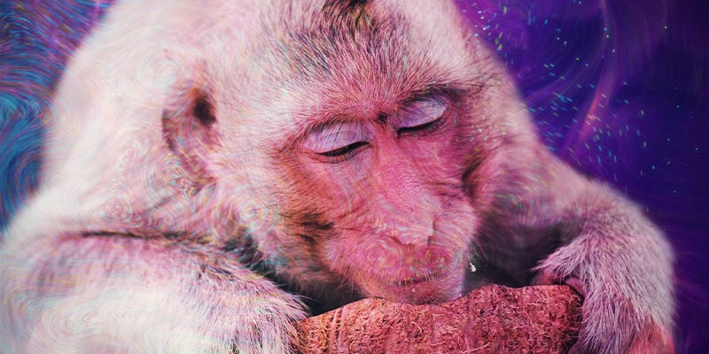 O que é a teoria do macaco pedrado?