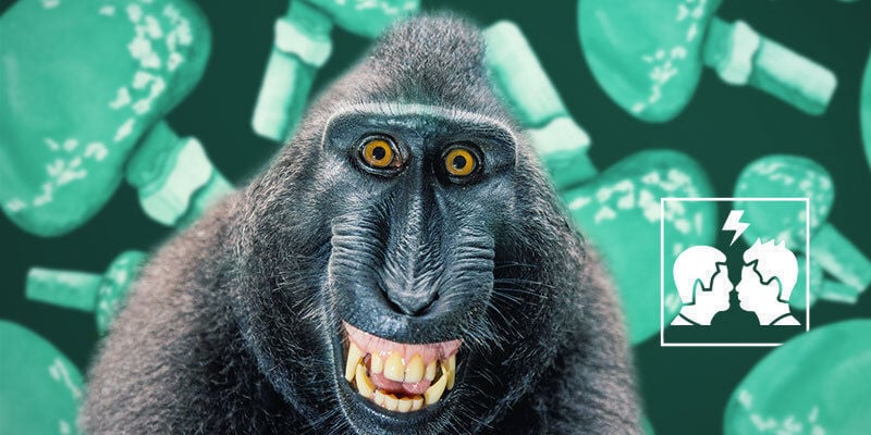 Porque é que a teoria do macaco chapado é polémica?