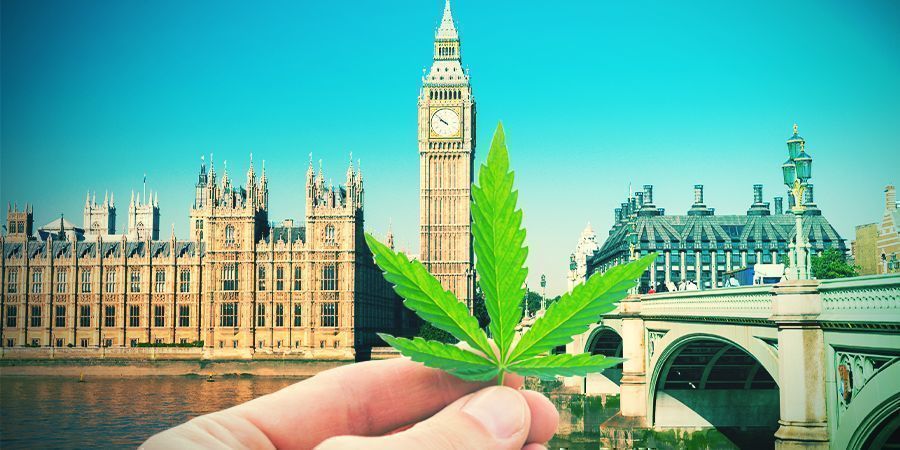 Cultivar canábis no clima britânico