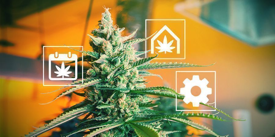 Dicas para cultivar canábis no Reino Unido