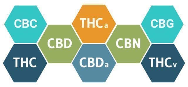 DE QUE FORMA O CBD AFETA O SEU CORPO?